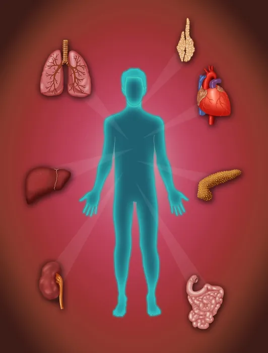 Framed Print : Organ Transplant, Illustration