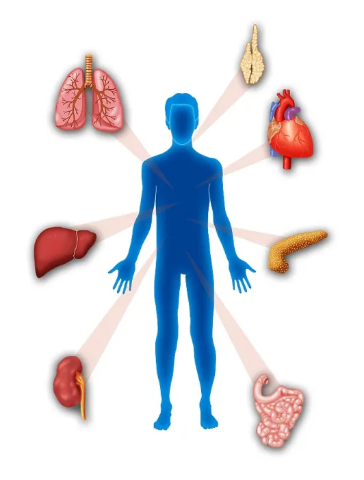 Framed Print : Organ Transplant, Illustration