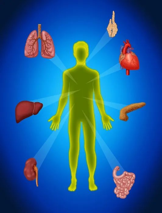 Framed Print : Organ Transplant, Illustration