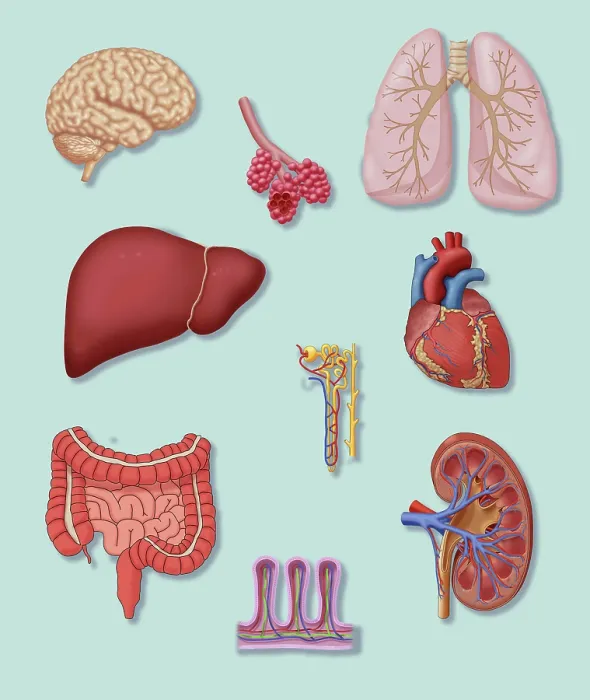Framed Print : Organs with Delicate Vascular Systems Framed Print : Organs with Delicate Vascular Systems