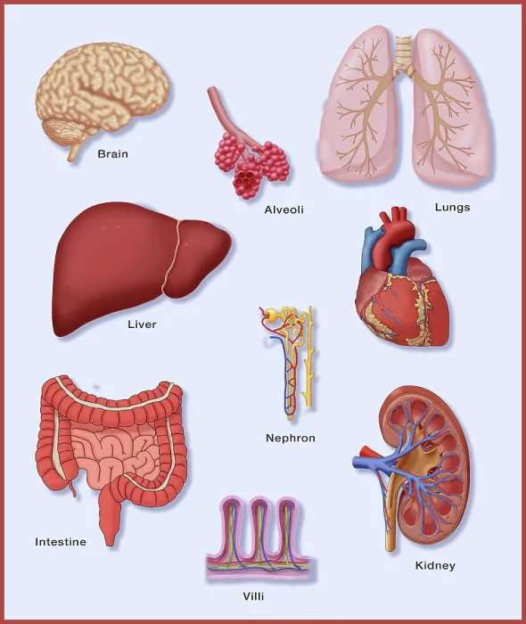 Framed Print : Organs with Delicate Vascular Systems Framed Print : Organs with Delicate Vascular Systems