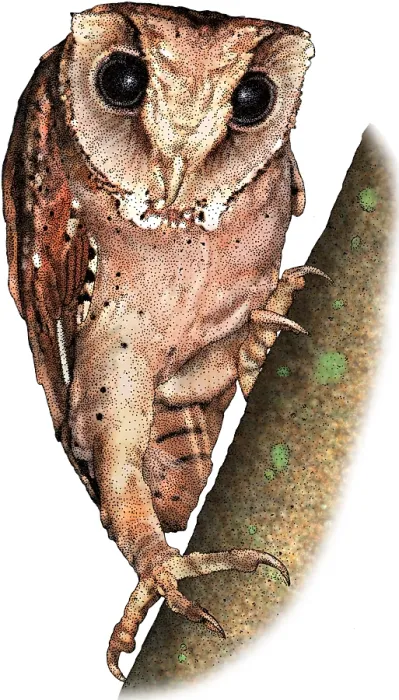 Framed Print : Oriental bay owl
