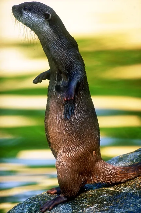 Framed Print : Oriental small-clawed otter Framed Print : Oriental small-clawed otter
