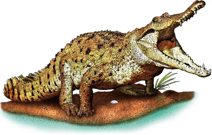 Framed Print : Orinoco crocodile Framed Print : Orinoco crocodile