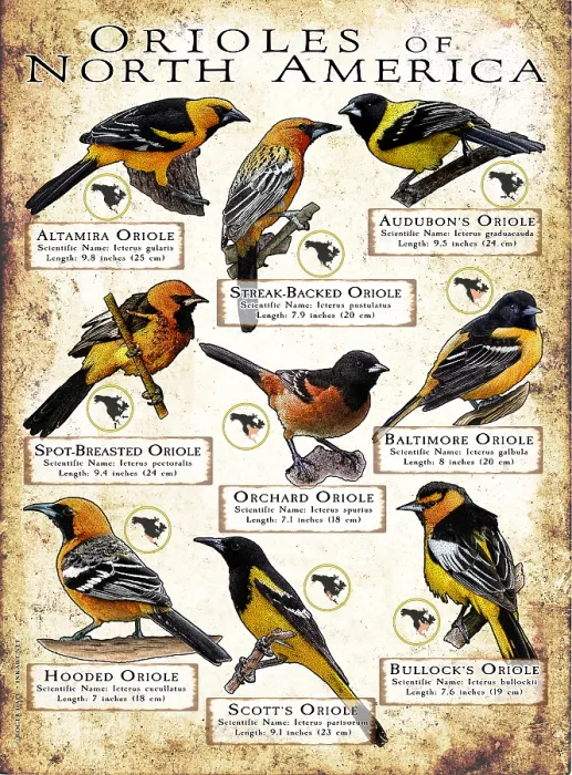 Framed Print : Oriole Species of North America Framed Print : Oriole Species of North America