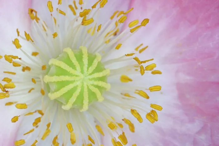 Framed Print : Ornamental Poppy Framed Print : Ornamental Poppy