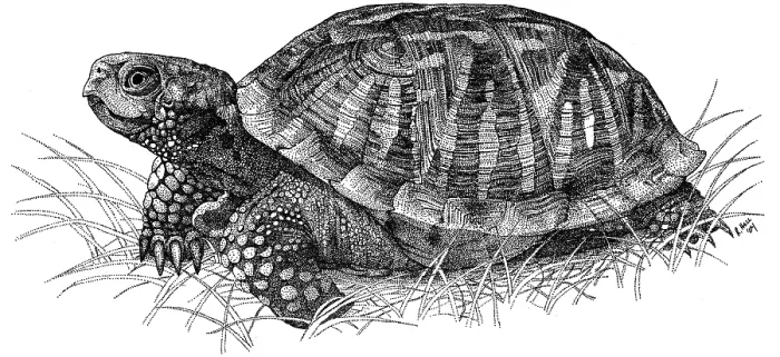 Framed Print : Ornate Box Turtle Framed Print : Ornate Box Turtle