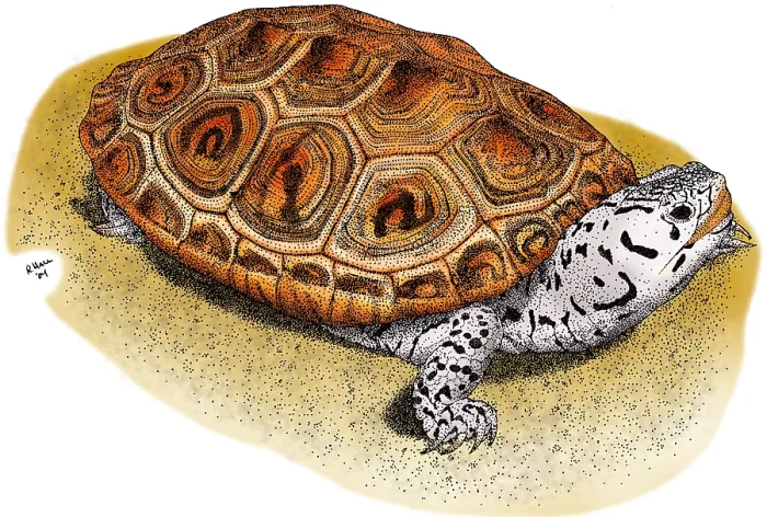 Framed Print : Ornate Diamondback Terrapin