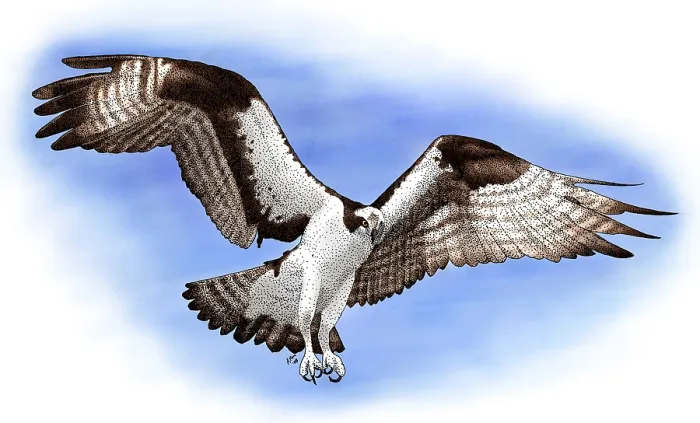 Framed Print : Osprey, (Pandion haliaetus) Framed Print : Osprey, (Pandion haliaetus)