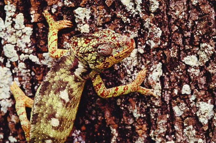 Framed Print : Oustalet's Chameleon Framed Print : Oustalet's Chameleon