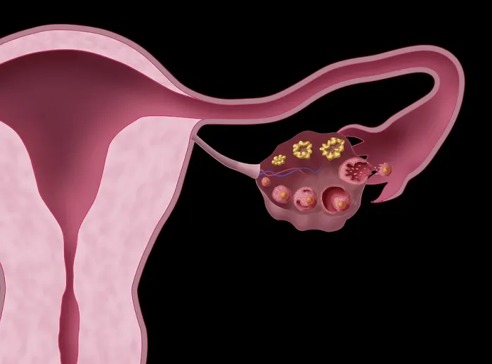 Framed Print : Ovarian Follicles, Illustration