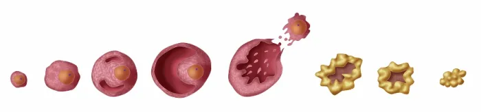 Framed Print : Ovarian Follicles, Illustration