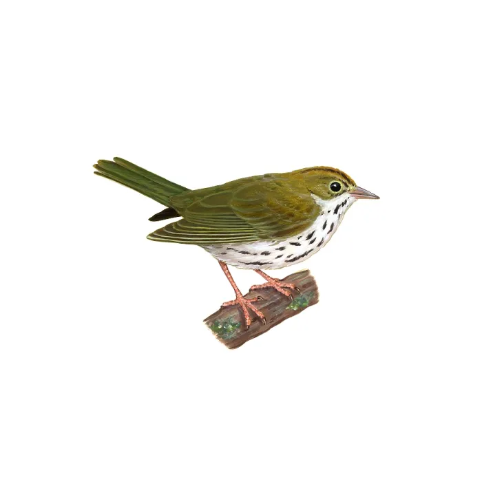 Framed Print : Ovenbird. Illustration of the ovenbird (Seiurus aurocapillus) Framed Print : Ovenbird. Illustration of the ovenbird (Seiurus aurocapillus)