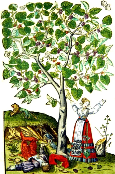 Framed Print : Ovid's Pyramus and Thisbe Myth