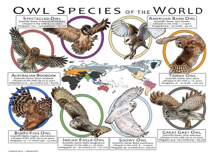 Framed Print : Owl Species of the World
