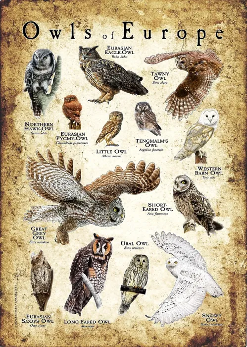 Framed Print : Owls of Europe