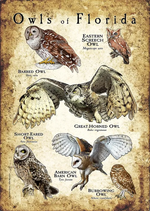 Framed Print : Owls of Florida Framed Print : Owls of Florida