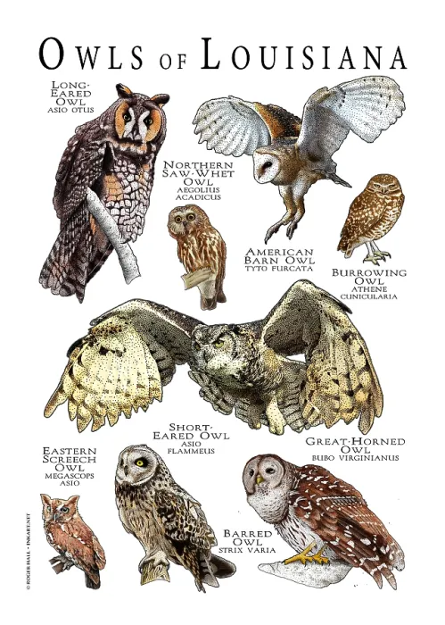 Framed Print : Owls of Louisiana