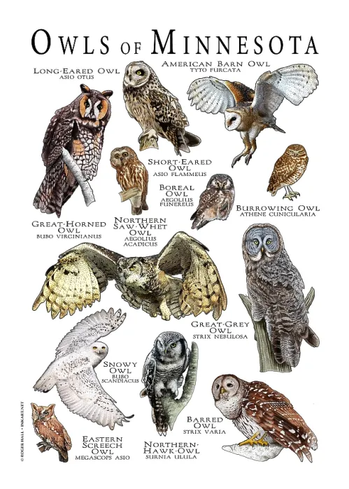 Framed Print : Owls of Minnesota Framed Print : Owls of Minnesota
