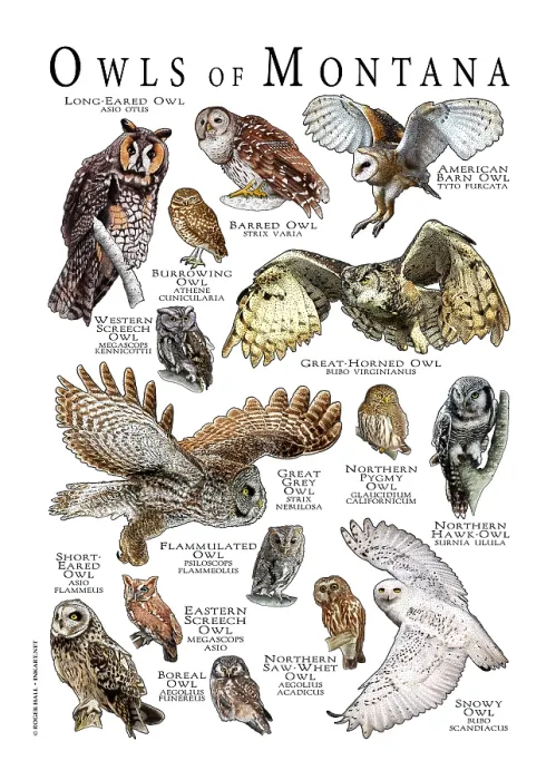Framed Print : Owls of Montana