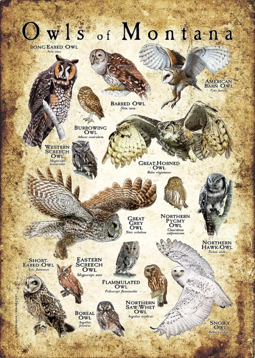 Framed Print : Owls of Montana
