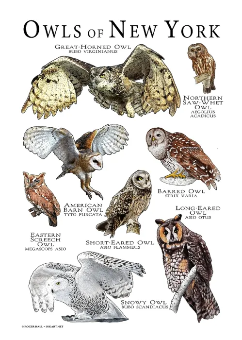Framed Print : Owls of New York