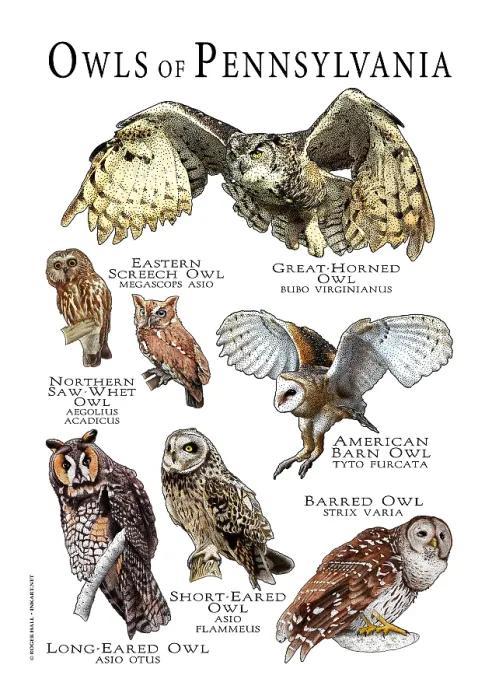 Framed Print : Owls of Pennsylvania Framed Print : Owls of Pennsylvania