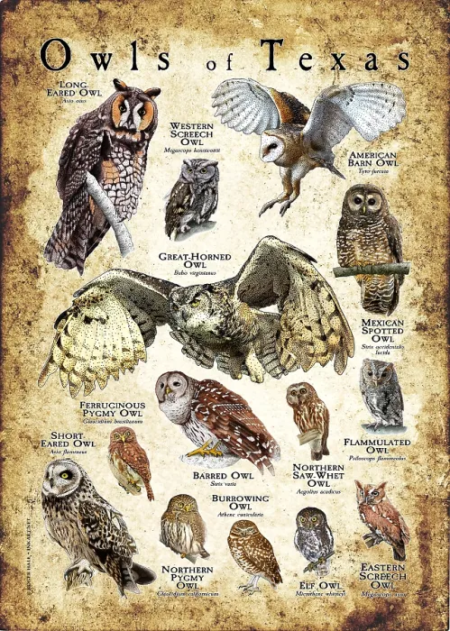 Framed Print : Owls of Texas Framed Print : Owls of Texas