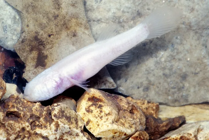 Framed Print : Ozark blind cave fish (Amblyopsis rosae) Framed Print : Ozark blind cave fish (Amblyopsis rosae)