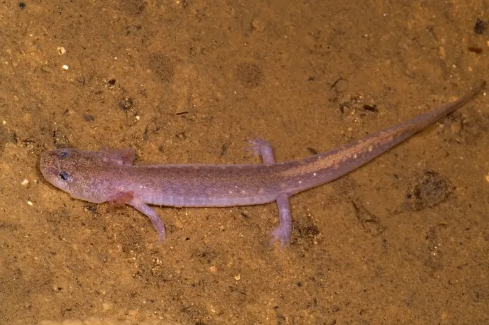 Framed Print : Ozark Blind Cave Salamander Framed Print : Ozark Blind Cave Salamander