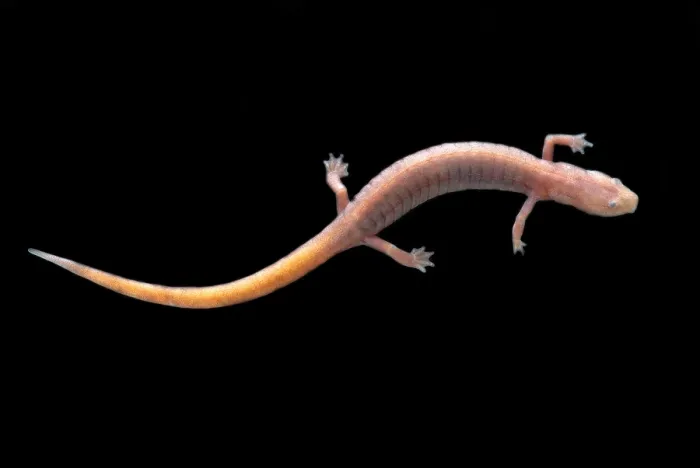 Framed Print : Ozark Blind Cave Salamander Framed Print : Ozark Blind Cave Salamander