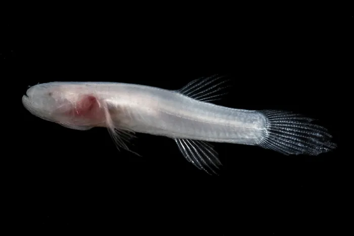 Framed Print : Ozark Cavefish (Troglichthys rosae)