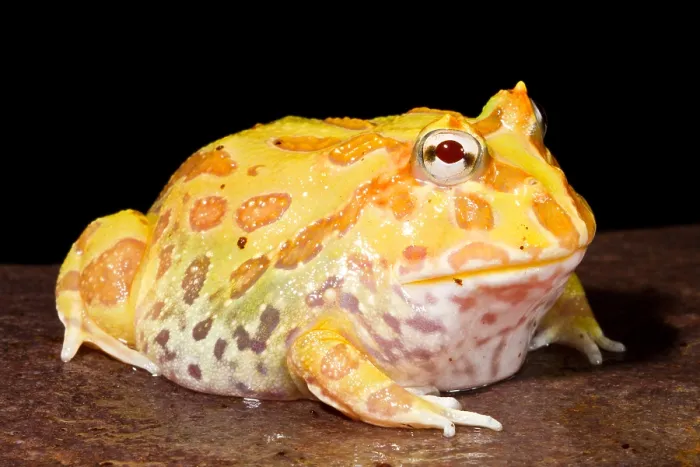 Framed Print : Pac Man Frog (Ceratophrys) Framed Print : Pac Man Frog (Ceratophrys)