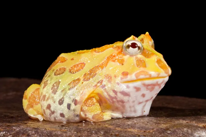 Framed Print : Pac Man Frog (Ceratophrys) Framed Print : Pac Man Frog (Ceratophrys)