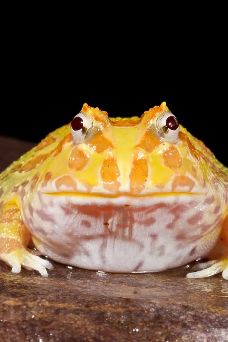 Framed Print : Pac Man Frog (Ceratophrys) on a rock