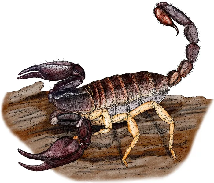 Framed Print : Pacific Forest Scorpion