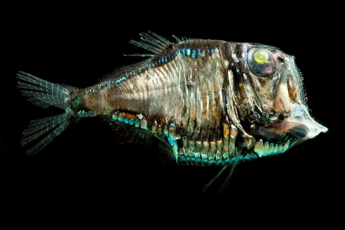 Framed Print : Pacific Hatchetfish (Argyropelecus affinis) Framed Print : Pacific Hatchetfish (Argyropelecus affinis)