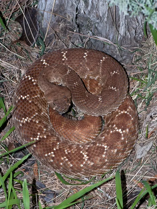 Framed Print : Pacific Rattlesnake, Crotalus oreganus Framed Print : Pacific Rattlesnake, Crotalus oreganus