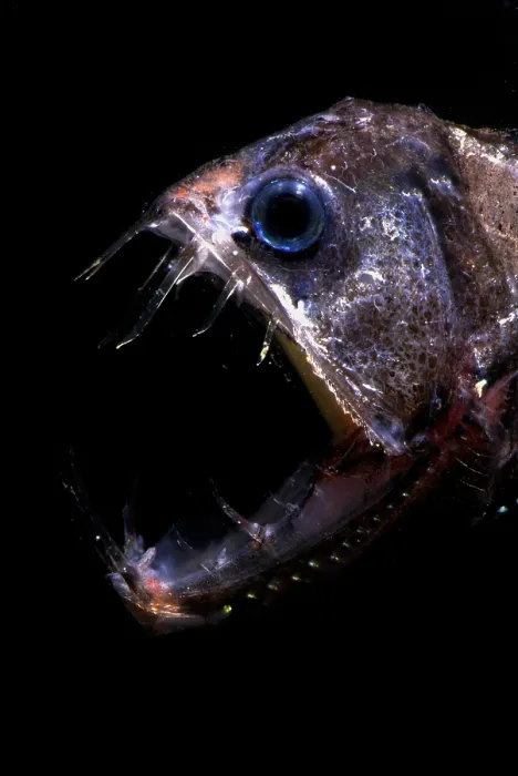Framed Print : Pacific Viperfish Framed Print : Pacific Viperfish