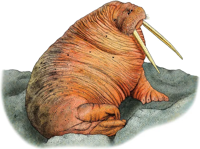 Framed Print : Pacific Walrus Framed Print : Pacific Walrus