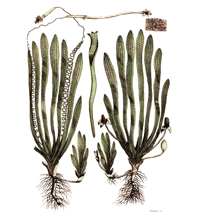 Framed Print : Page from Darwin's Botanic Garden