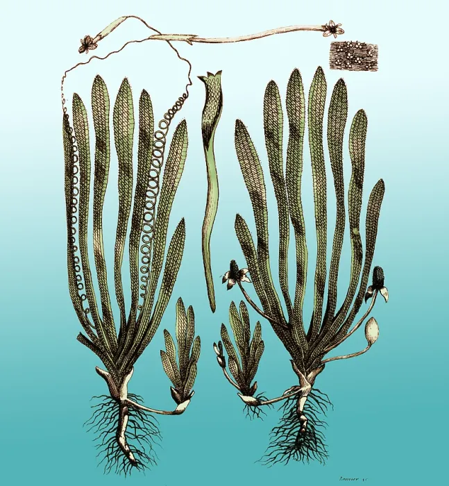 Framed Print : Page from Darwin's Botanic Garden