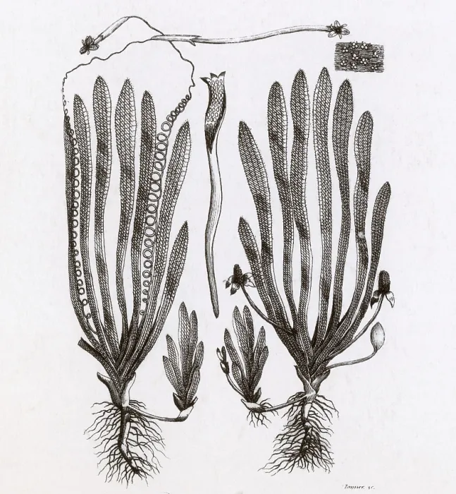 Framed Print : Page from Darwin's Botanic Garden Framed Print : Page from Darwin's Botanic Garden