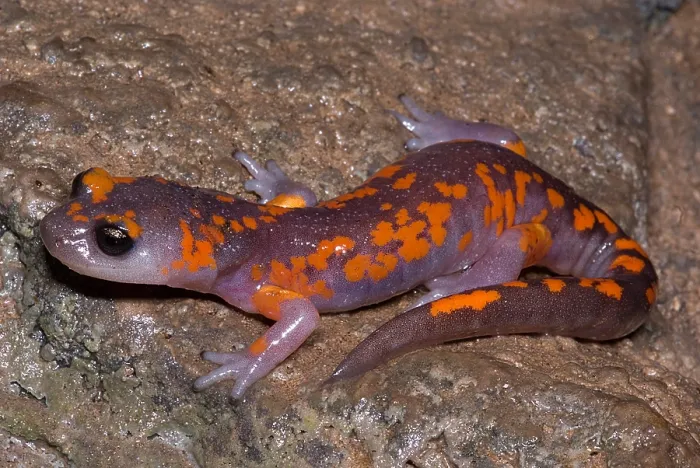 Framed Print : Painted Ensatina Salamander