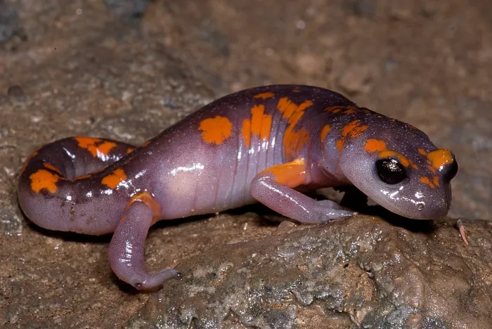 Framed Print : Painted Ensatina Salamander