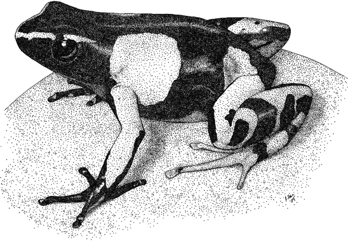 Framed Print : Painted Mantella frog