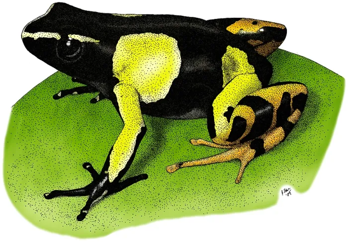 Framed Print : Painted Mantella Frog Framed Print : Painted Mantella Frog