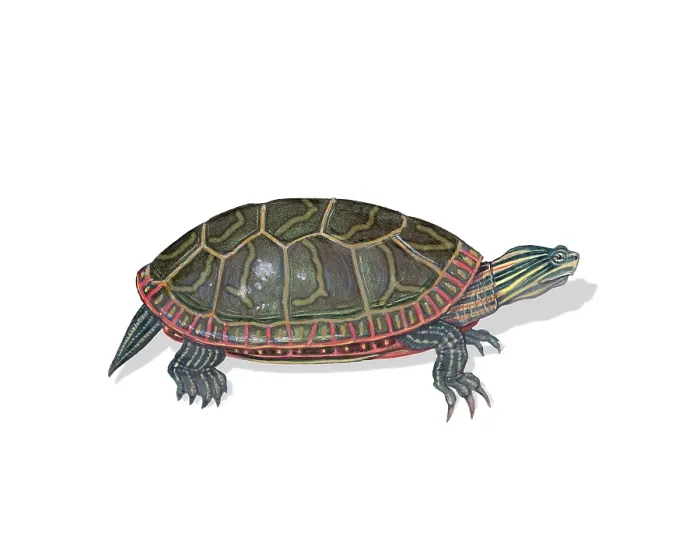 Framed Print : Painted Turtle Framed Print : Painted Turtle