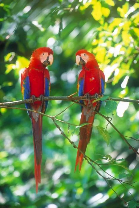 Framed Print : Pair of scarlet macaws Framed Print : Pair of scarlet macaws