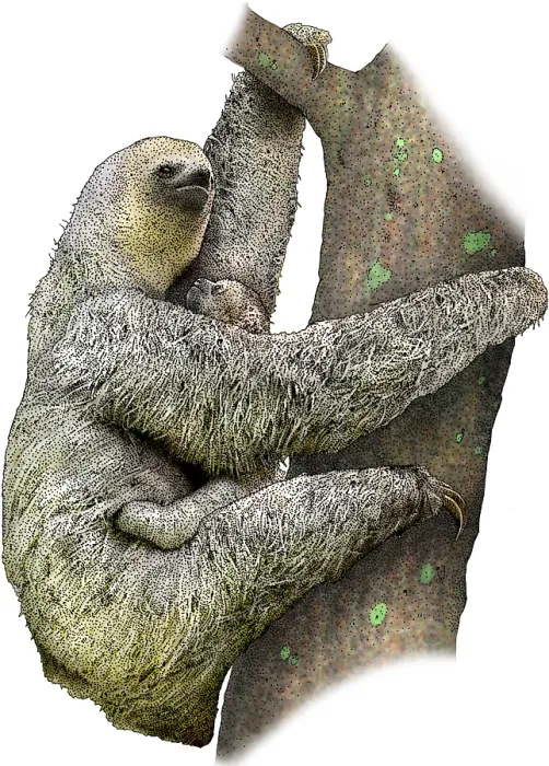 Framed Print : Pale Throated Sloth Framed Print : Pale Throated Sloth